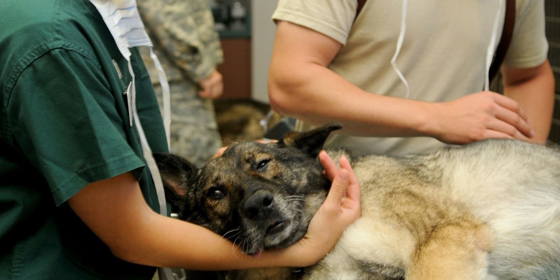 veterinary-85925_1920